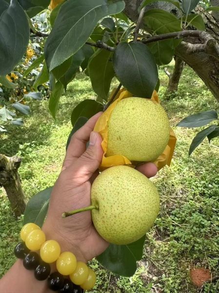 泸西高原梨好吃吗_泸西高原梨什么时候成熟