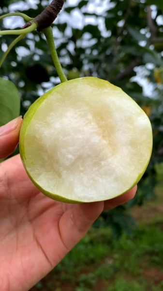 泸西高原梨好吃吗_泸西高原梨什么时候成熟