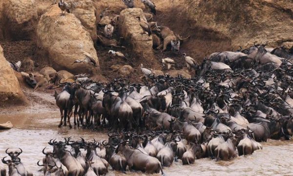 东非高原动物迁徙时间_什么时候看角马过河