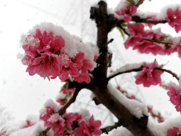 冰雪桃花什么时候开花_冰雪桃花耐寒多少度