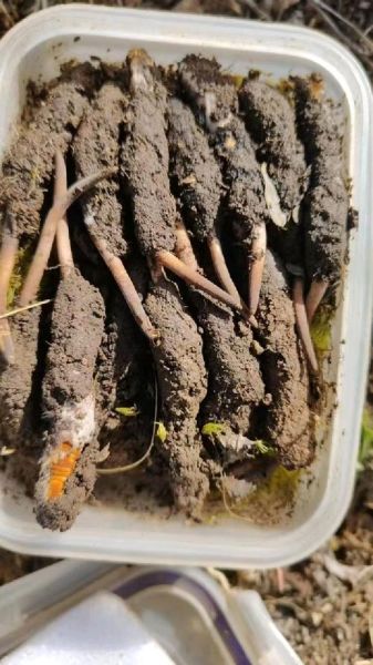 小高原金金是什么_小高原金金的功效与作用