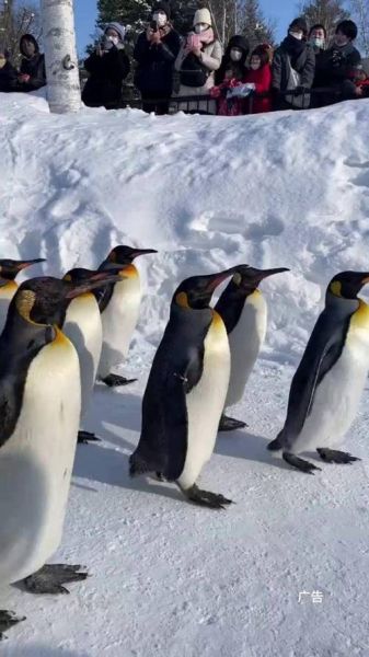 冰雪企鹅图片_如何拍摄清晰