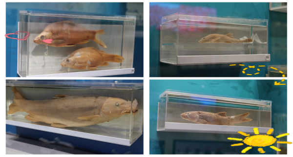 高原烈腹鱼怎么养_高原烈腹鱼吃什么