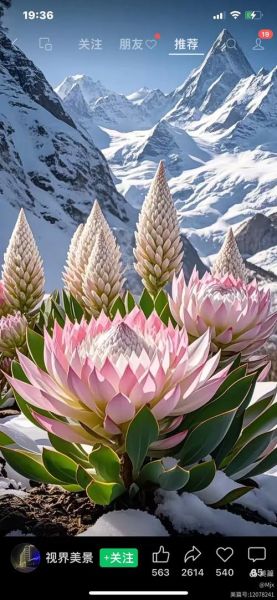 高原花卉图片怎么拍_高原花卉有哪些品种