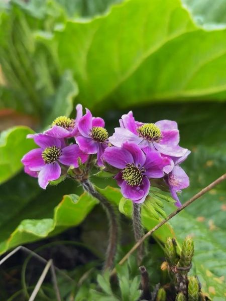 高原花卉图片怎么拍_高原花卉有哪些品种