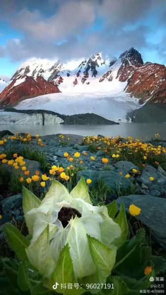 高原花卉图片怎么拍_高原花卉有哪些品种