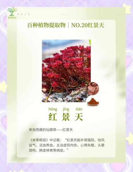高原红景天有什么功效_怎么吃效果最好
