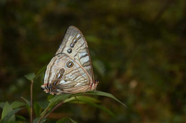 高原蝴蝶有哪些_高原蝴蝶怎么生存