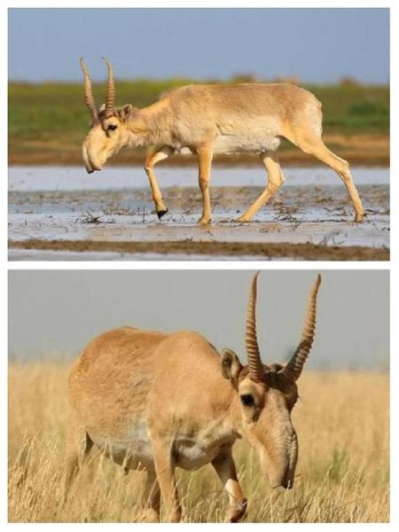 高原动植物有哪些_高原动植物如何适应高寒缺氧