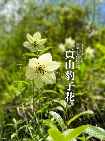 高原动植物有哪些_高原动植物如何适应高寒缺氧