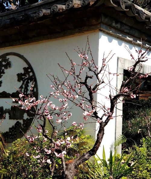 探梅户外怎么样_探梅户外适合新手吗