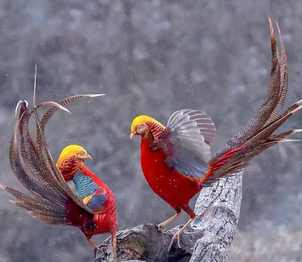 冰雪凤凰鸟是什么_冰雪凤凰鸟怎么养